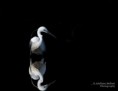 /album/galleria-fotografica/garzetta-dal-ciuffo-07052016-5-modifica-jpg/